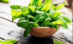 Basil