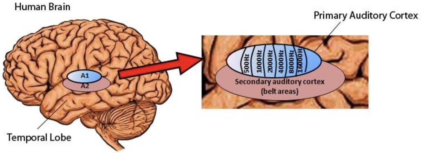 Brain