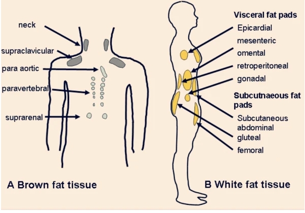 Brown white fat