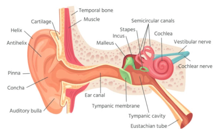 Ear parts