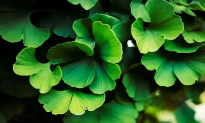 Ginkgo Biloba