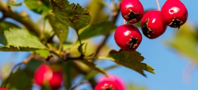 >Hawthorn Berry