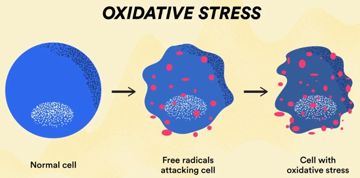 Oxidative stress