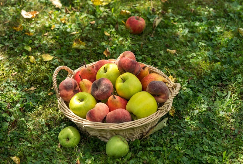 Gut-Friendly Foods