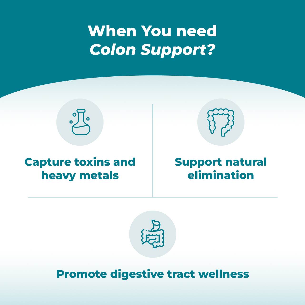 Colon Support