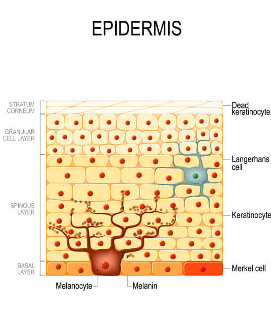 epidermis structure