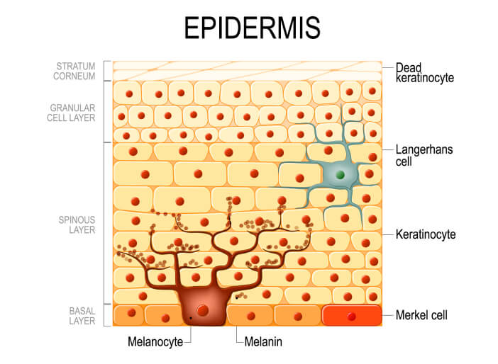 epidermis structure