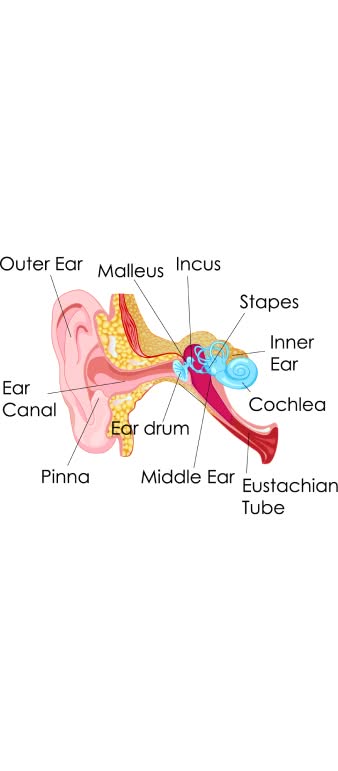 ear's anatomy