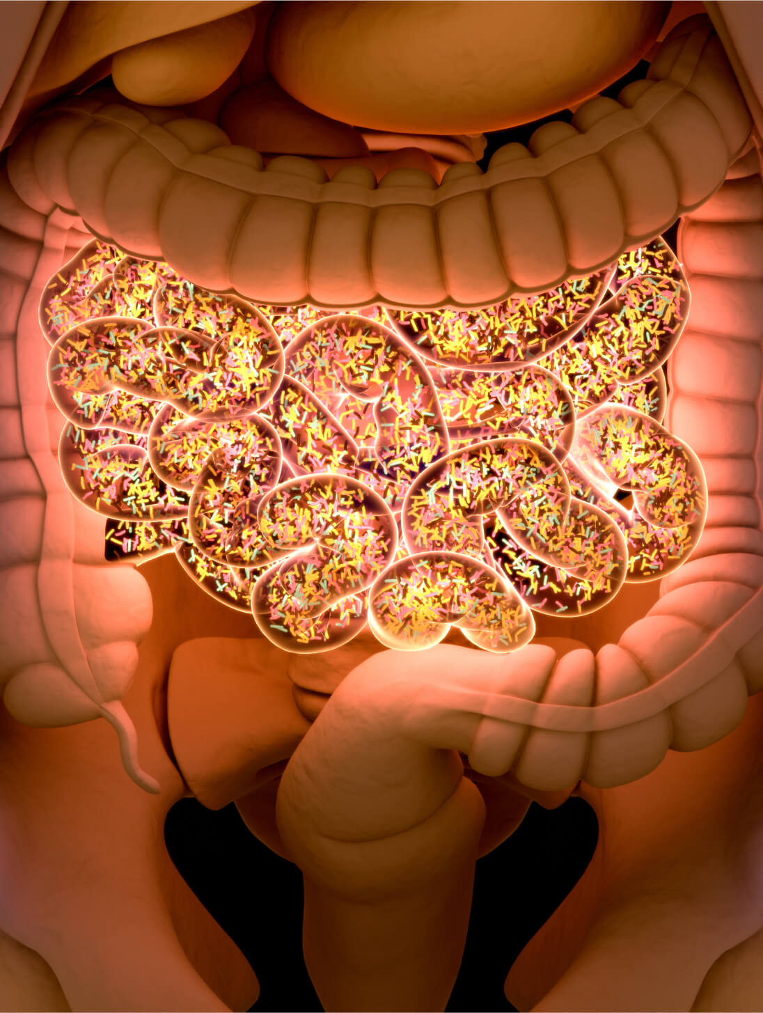 Gut