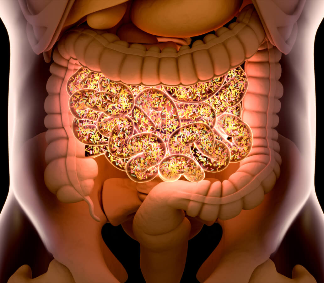 Gut