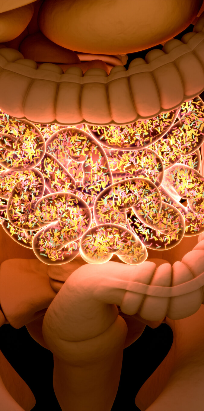 Gut