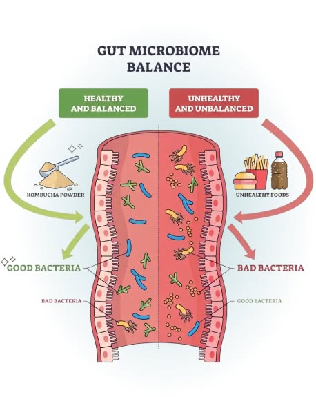 Gut Microbiome Balance