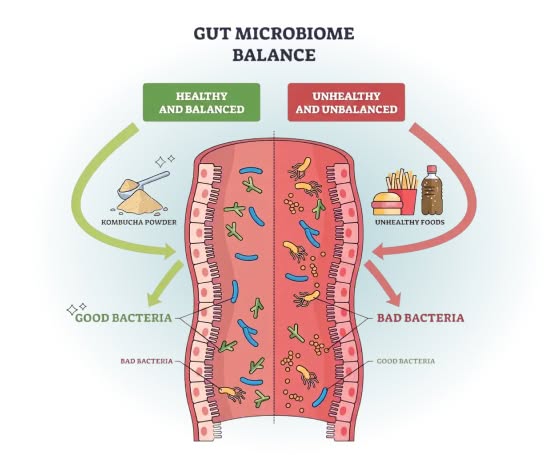 Gut Microbiome Balance