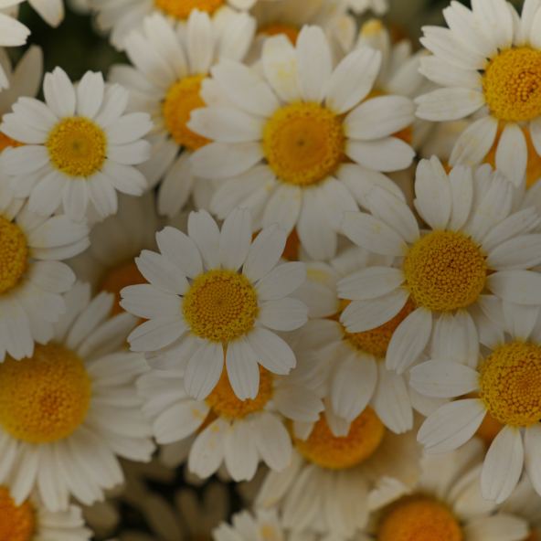 Chamomile
