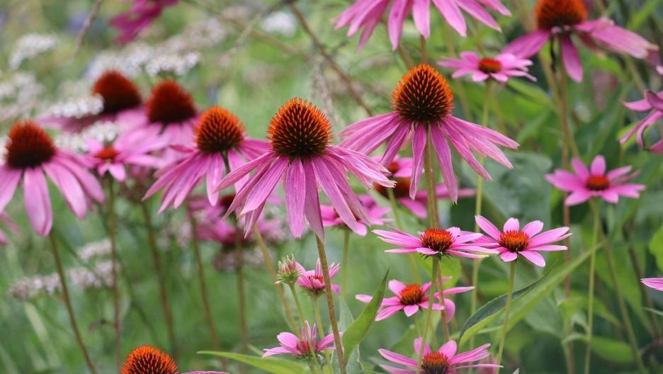 Close-up photo of an echinacea plant