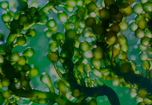 Astaxanthin