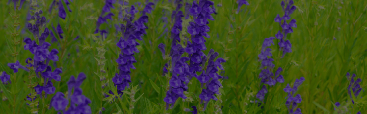 Baical skullcap root extract