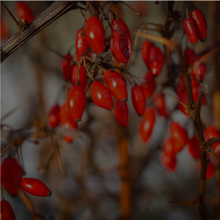 Berberine