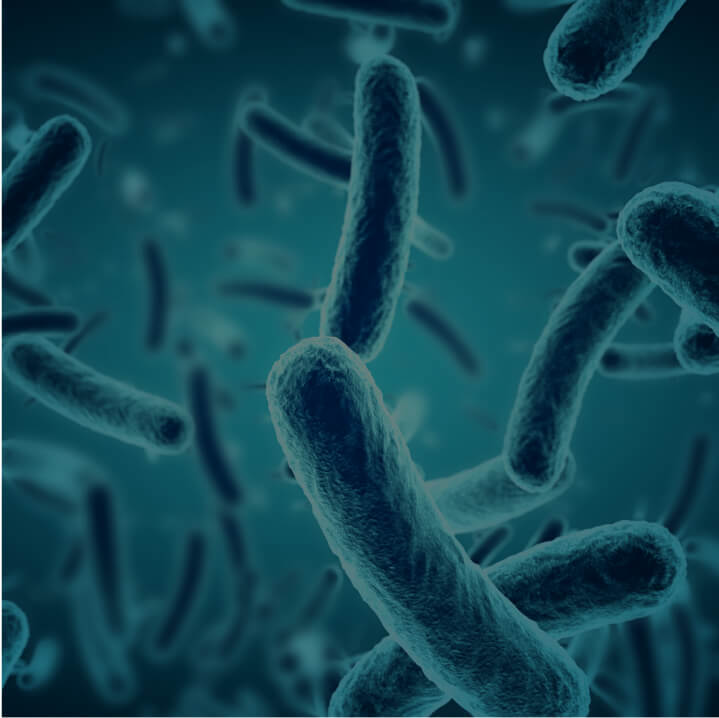 Bifidobacterium Probiotics