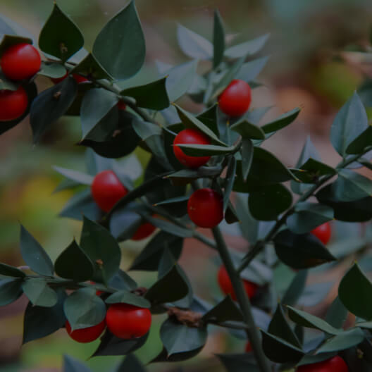 Butcher’s Broom Extract