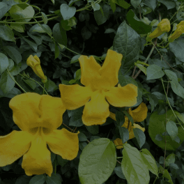 Cat’s Claw