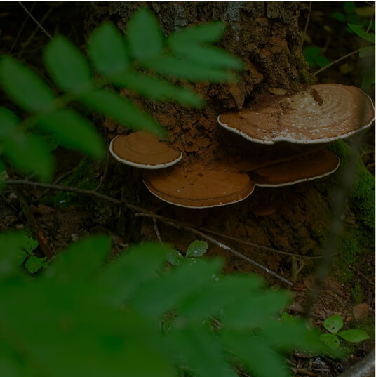 Chaga Mushroom Powder (Inonotus obliquus)