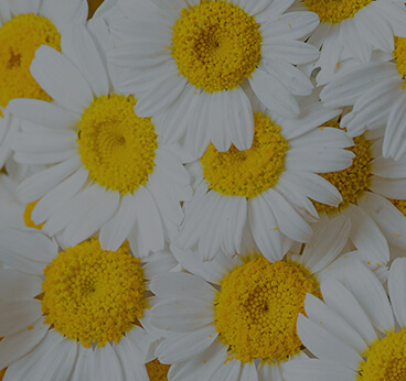 Chamomile Extract