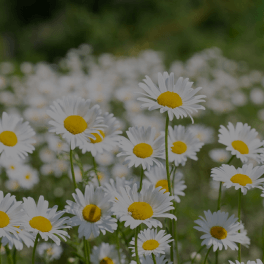 Chamomilla Recutita (Matricaria) (Chamomile) Flower Extract