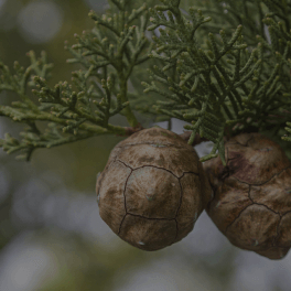 Cupressus Sempervirens (Cypress) Leaf/ Nuts/ Stem Oil