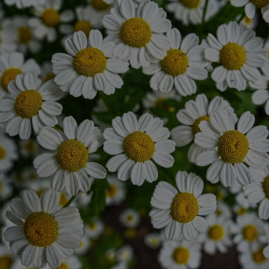 Feverfew Extract