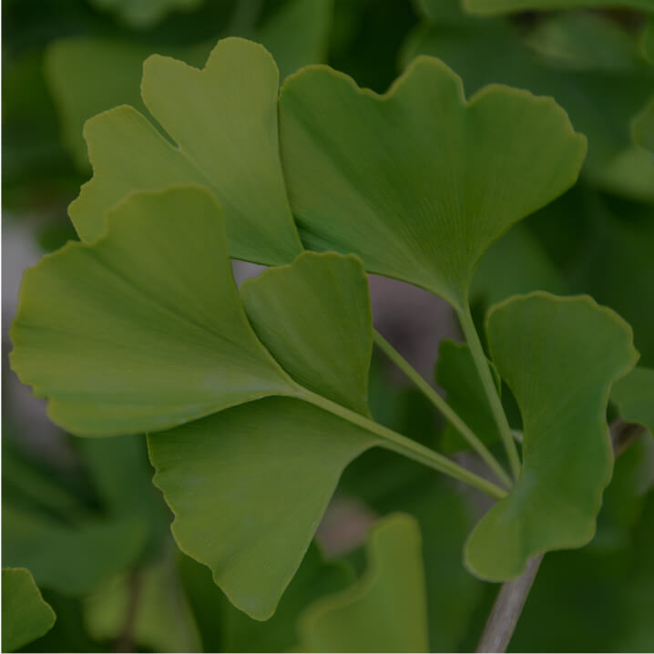 Ginkgo biloba Extract (leaf)