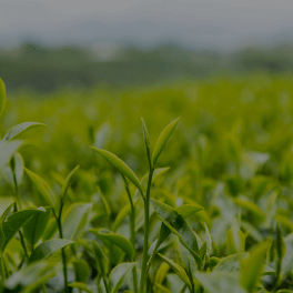 Camellia Sinensis (Green Tea) Leaf Extract