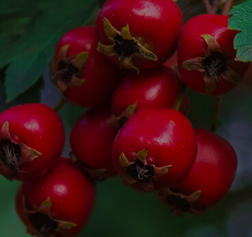 Hawthorn