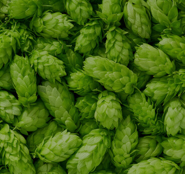 Hops