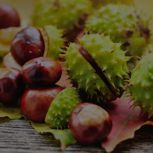 Horse Chestnut Extract (seed)