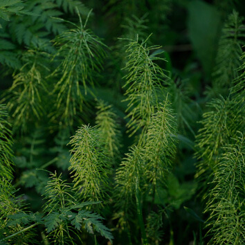 Horsetail