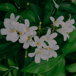 Jasmine Flower Extract (jasminum officinale)