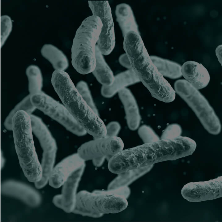 Lactobacillus Probiotics