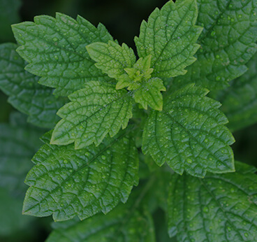 Lemon Balm Extract