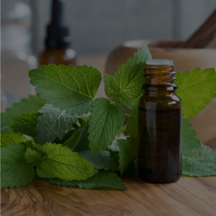 Lemon Balm Extract (Melissa officinalis)