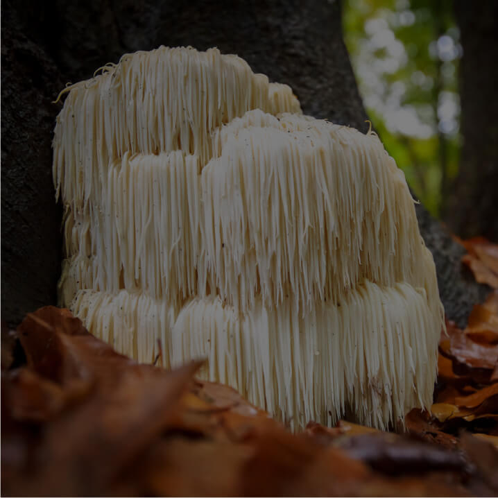 Lion’s Mane Mushroom Extract