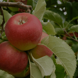 Malus Domestica (Apple)