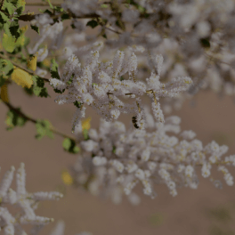 Commiphora Myrrha (Myrrh) Oil