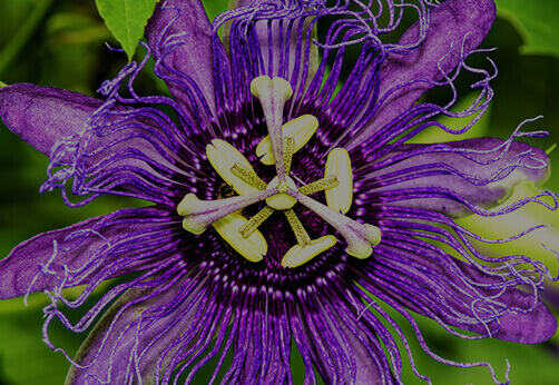 Passion Flower Extract