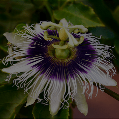 Passion flower herb extract