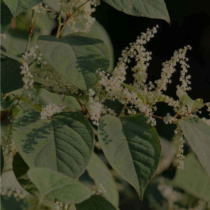 Japanese Knotweed