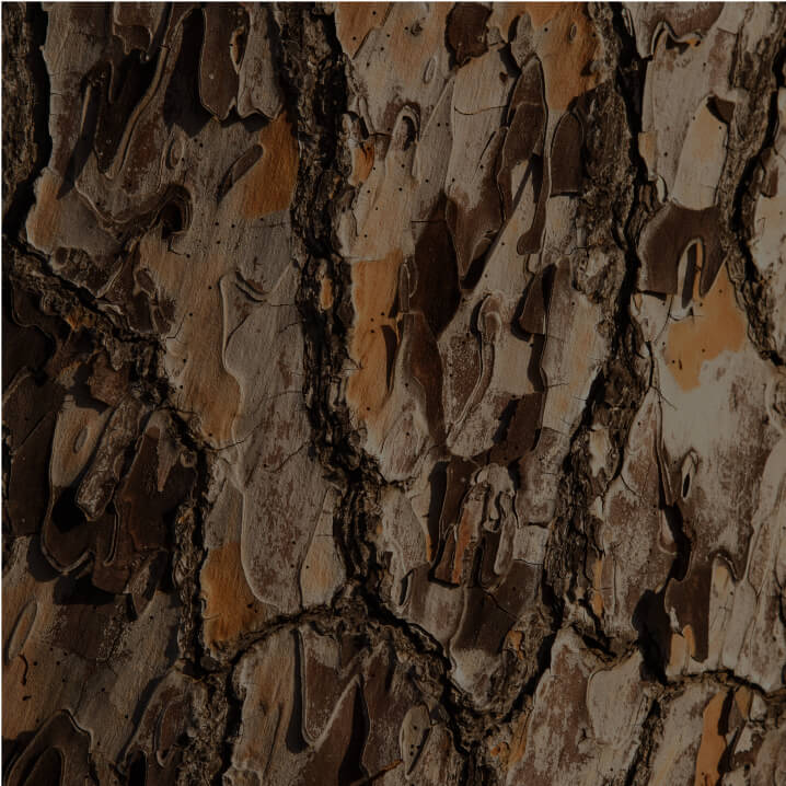 Pygeum africanum Extract