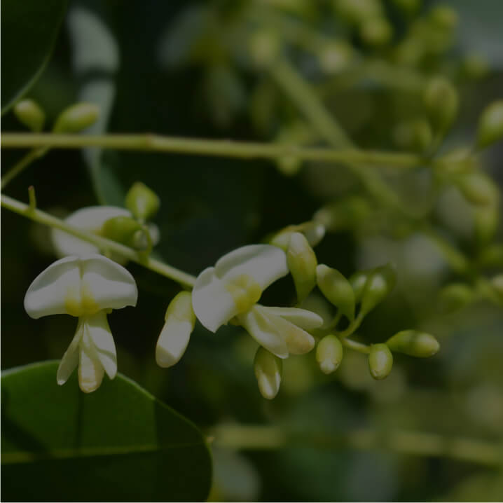 Quercetin Dihydrate Extract