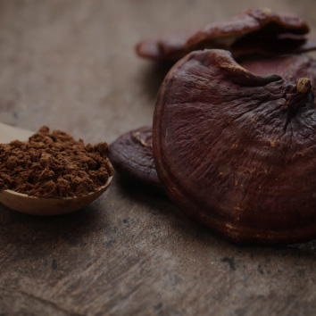 Reishi Mushroom