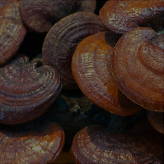 Reishi Mushroom Powder (Ganoderma lucidum)